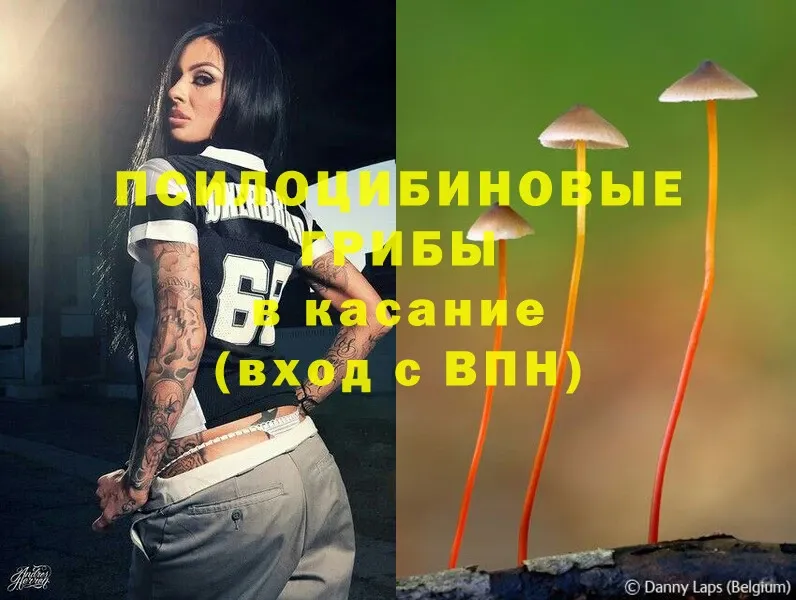 omg   Кольчугино  Псилоцибиновые грибы Psilocybe  цена наркотик 